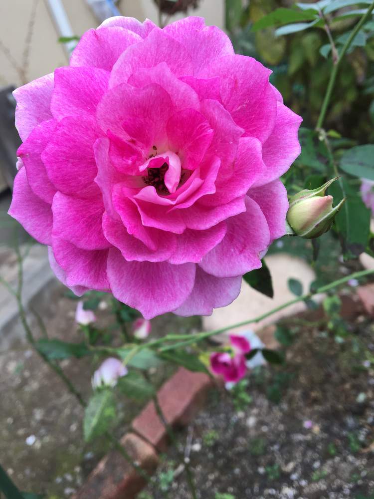 小さな庭の画像 by クサガメかめこさん | 小さな庭とばら バラ 薔薇とブリリアント ピンク アイスバーグとおうち園芸