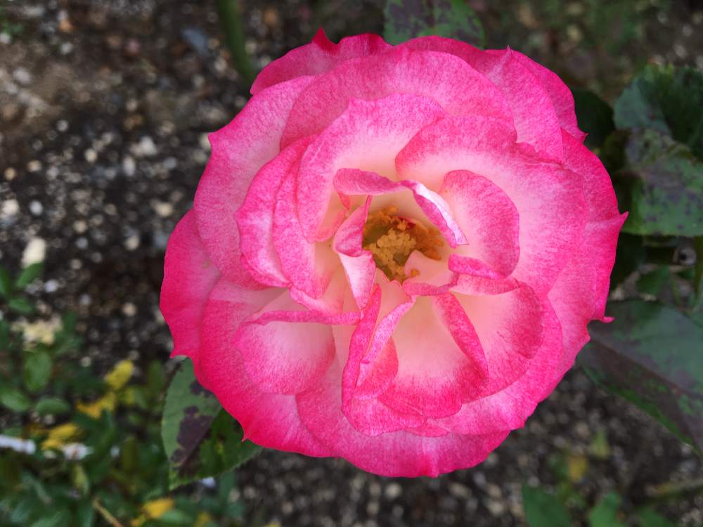 小さな庭の画像 by クサガメかめこさん | 小さな庭とバラ・ニコールとばら バラ 薔薇とおうち園芸