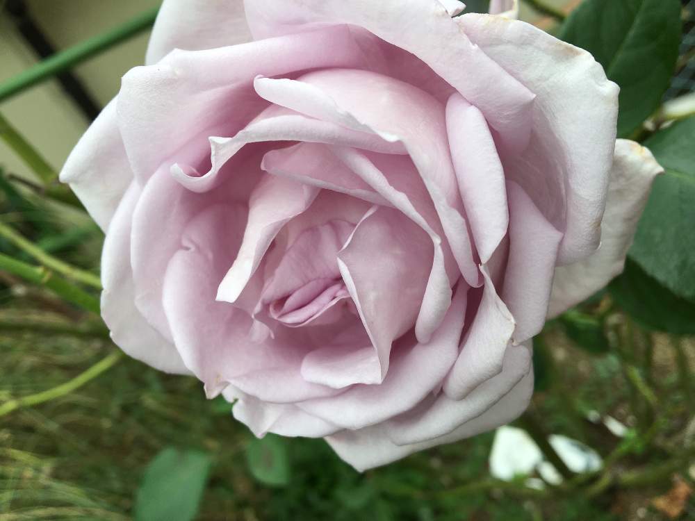 小さな庭の画像 by クサガメかめこさん | 小さな庭とブルームーン♡とばら バラ 薔薇とおうち園芸