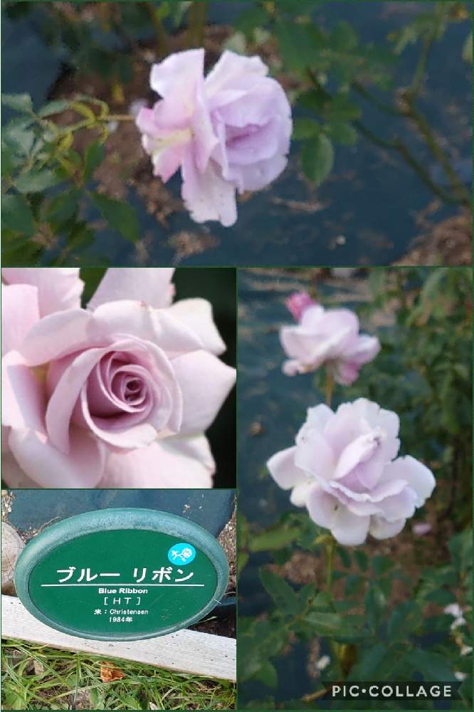 の画像 by トリトンさん | 薔薇と薔薇 ブルーリボンとキュンキュン乙女倶楽部と医療・介護の皆様に感謝といやされる♡とありがとう♡嵐♡とI♡Kanagawaと生田緑地ばら苑とキュンキュン乙女倶楽部No.183と爽やかとかわいいと青い花マニアとチーム・ブルーとチーム・ブルーNo.009と上品な美しさ♡とGS散歩☆川崎と月曜日にはバラをと青薔薇マニア