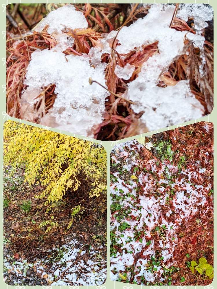小さな庭の画像 by 花音さん | 小さな庭と冬の景色と雪景色と我が家の庭と北海道と小さな幸せと繋がりに感謝✨
