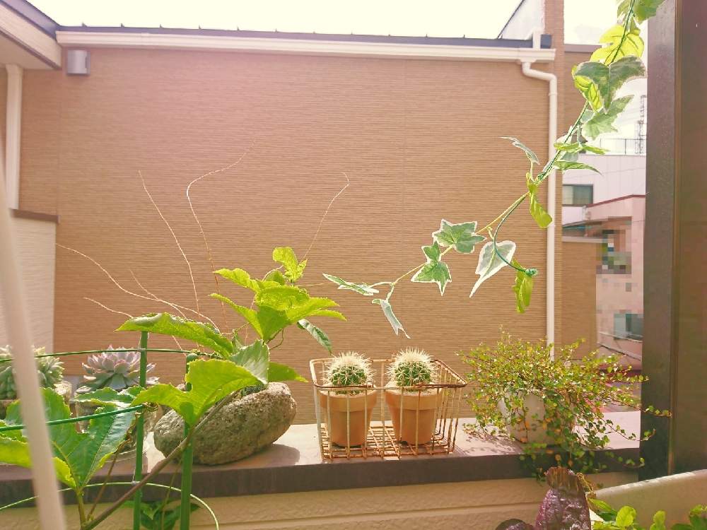 の画像 by TAYA's lab.さん | パッションフルーツとフェイク グリーンと✨たやパッションフルーツ✨と蔓性植物とそこはダメと握手と異種交流とコロナの拡大阻止とツルが伸びたとツルが絡まる