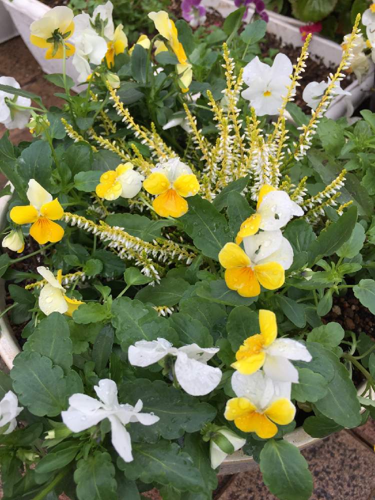 アプローチの画像 by さとりんさん | アプローチとビオラとカルーナと寄せ植えとおうち園芸と北陸地方と花好きとガーデニングと花のある暮らし
