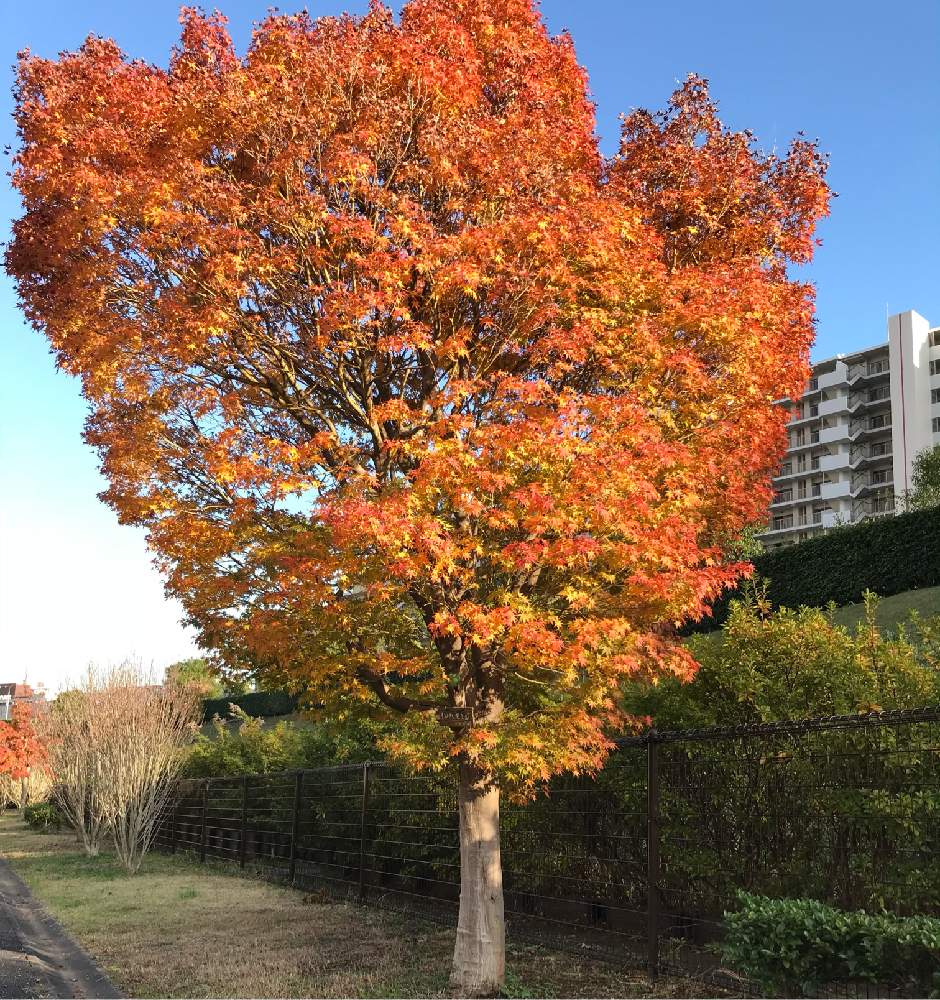 の画像 by 拓海さん | お出かけと 紅葉と大きな木とお見事です!とオレンジ色と立派な木と紅葉フォトコン2020と楽しいこと見つけよう