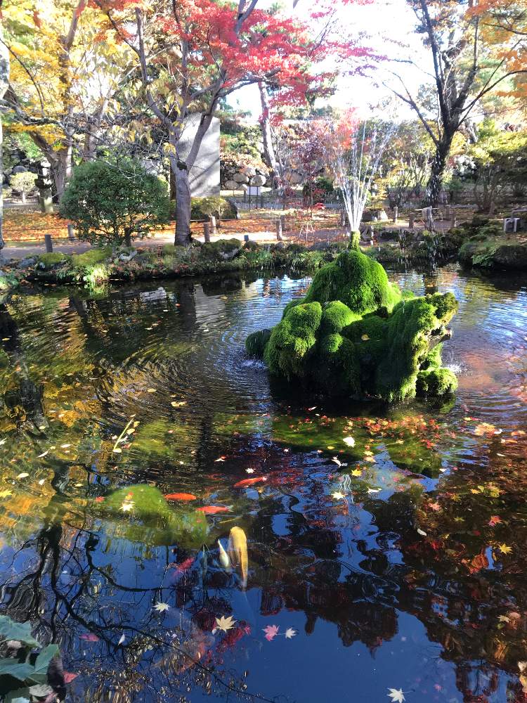 お出かけ先の画像 by sorayukiさん | お出かけ先と紅葉フォトコン2020と小諸城趾懐古園もみじ祭り2020