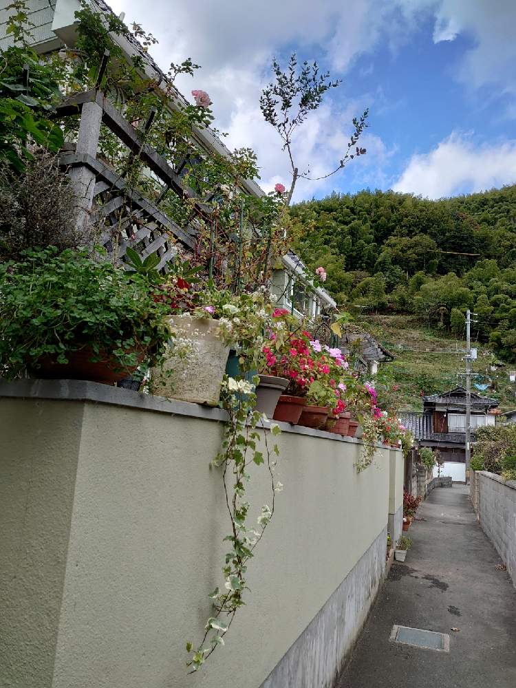 小さな庭の画像 by 天空のバラの五線譜さん | 小さな庭と幸せな日と立体的な庭造りとおうち園芸とパーゴラ♡とイングリッシュガーデンと花のある暮らしとバラ・ミニバラと花色癒し