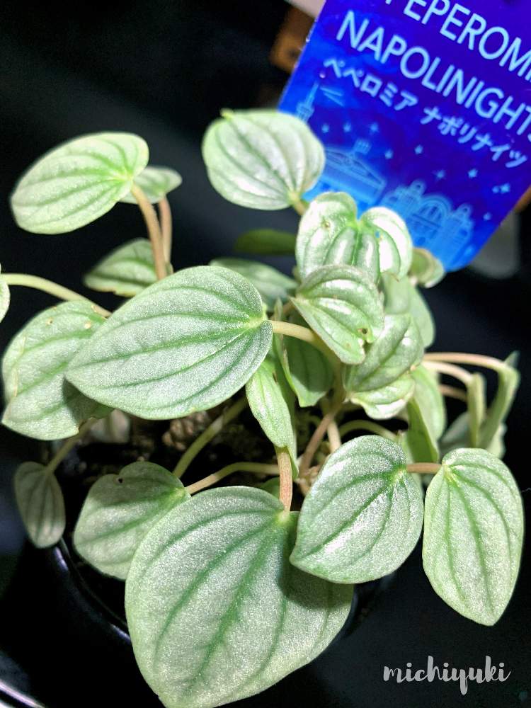 インテリアの画像 by ✤ michiyuki ✤さん | インテリアと観葉植物とキラキラ✨とペペロミア ナポリナイツとビビビッ‼︎と観葉植物初心者とペペロミア属と新入りさん