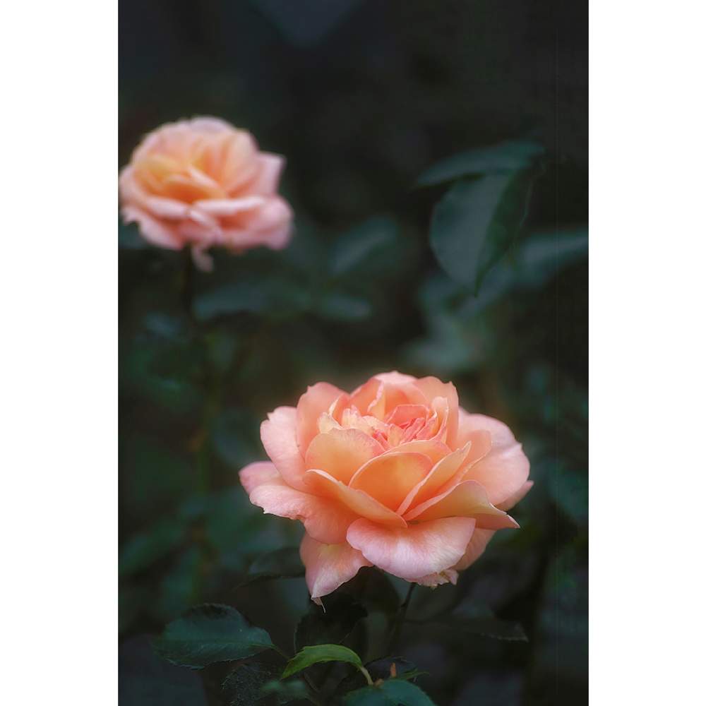 の画像 by nesoさん | バラ アンドレルノートルとnesoの薔薇と与野公園とローカルカメラマンかな?!(笑)と月曜日にはバラをとFoveon