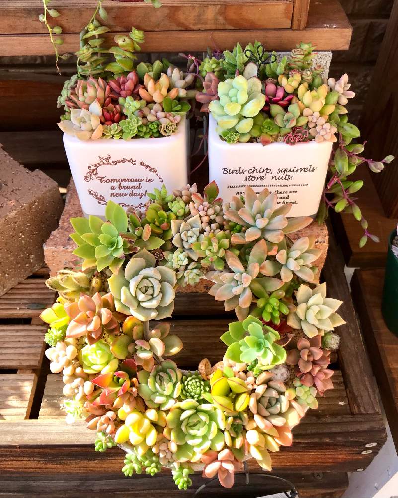 エクステリアの画像 by ともっち ◡̈❁さん | エクステリアと多肉植物の寄植えと多肉リースとかわいい子❤️と寒くなってきた⭐と多肉大好きと今日はいい天気とGS日和と季節の寄せ植え2020とno green no lifeとおうち園芸と癒される~と植物って良いなと多肉女子と秋晴れと記録用とちまちま寄せ