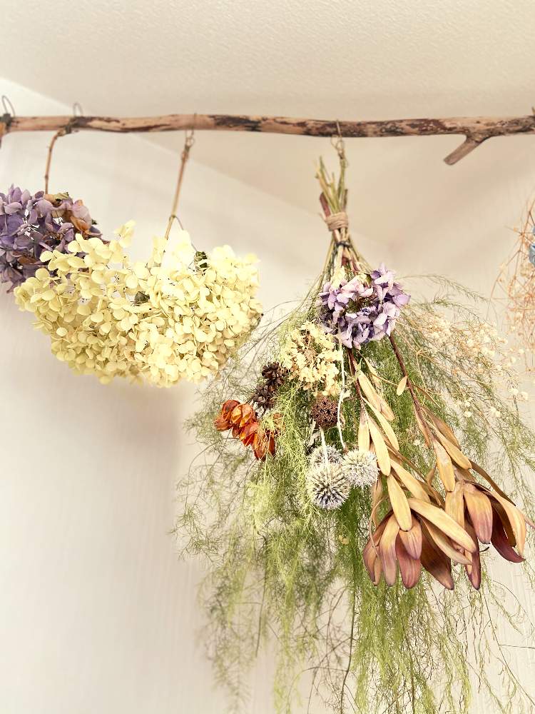 の画像 by n__nさん | 初めての…とドライフラワーとスワッグと紫陽花♡とアナベル 紫陽花と流木と流木のオブジェとドライフラワースワッグとはじめてのスワッグ作りしたけどお恥ずかしいとDIYと三代目JSB 10thおめでとう♡花束届けぇ♡