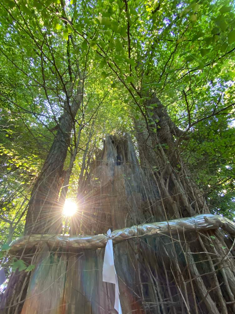 お出かけ先の画像 by kokoroさん | お出かけ先と大銀杏と神社仏閣と季節を楽しむと大木と煌めきと神社と出会いに感謝♡と散歩とおでかけ先と樹々の中でとワクワク♡とiPhone撮影と紅葉フォトコン2020