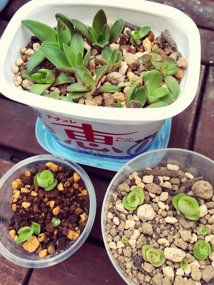 バルコニー/ベランダの画像 by あやかるさん | バルコニー/ベランダと火祭りと多肉植物と『草』のある暮しとカット苗と自作とおうち園芸