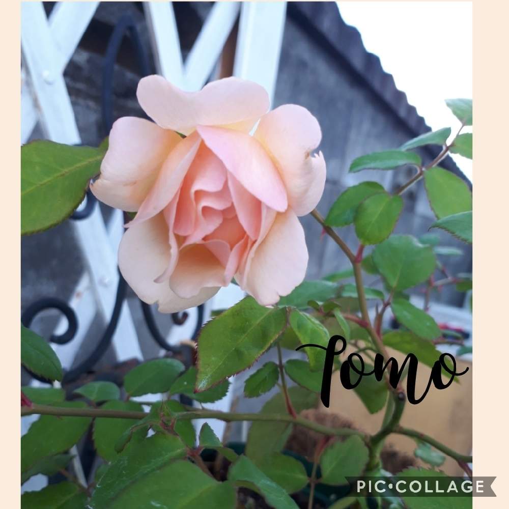 アプローチの画像 by Tomoさん | アプローチと薔薇 バフ ビューティーとロザリアン見習いと植中毒と雑貨好き♡と憧れの薔薇と花のある暮らしとバラ薔薇ばらら~❤️といいね♥ありがとうございます✨