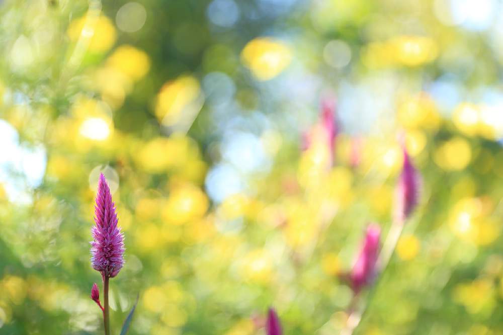 お出かけ先の画像 by Levo327さん | お出かけ先とノゲイトウとケイトウ セロシアとピンクの花と横浜と港の見える丘公園と玉ボケと背景ボケとCanon EOS 5D Mark III