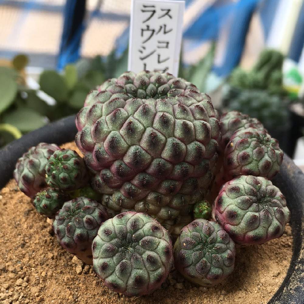バルコニー/ベランダの画像 by ミルクさん | バルコニー/ベランダと子吹きとちょっぴりレアとおうち園芸とミドリと サボテンとスルコレブチア・ラウシーとカクタス長田と紫のサボテン