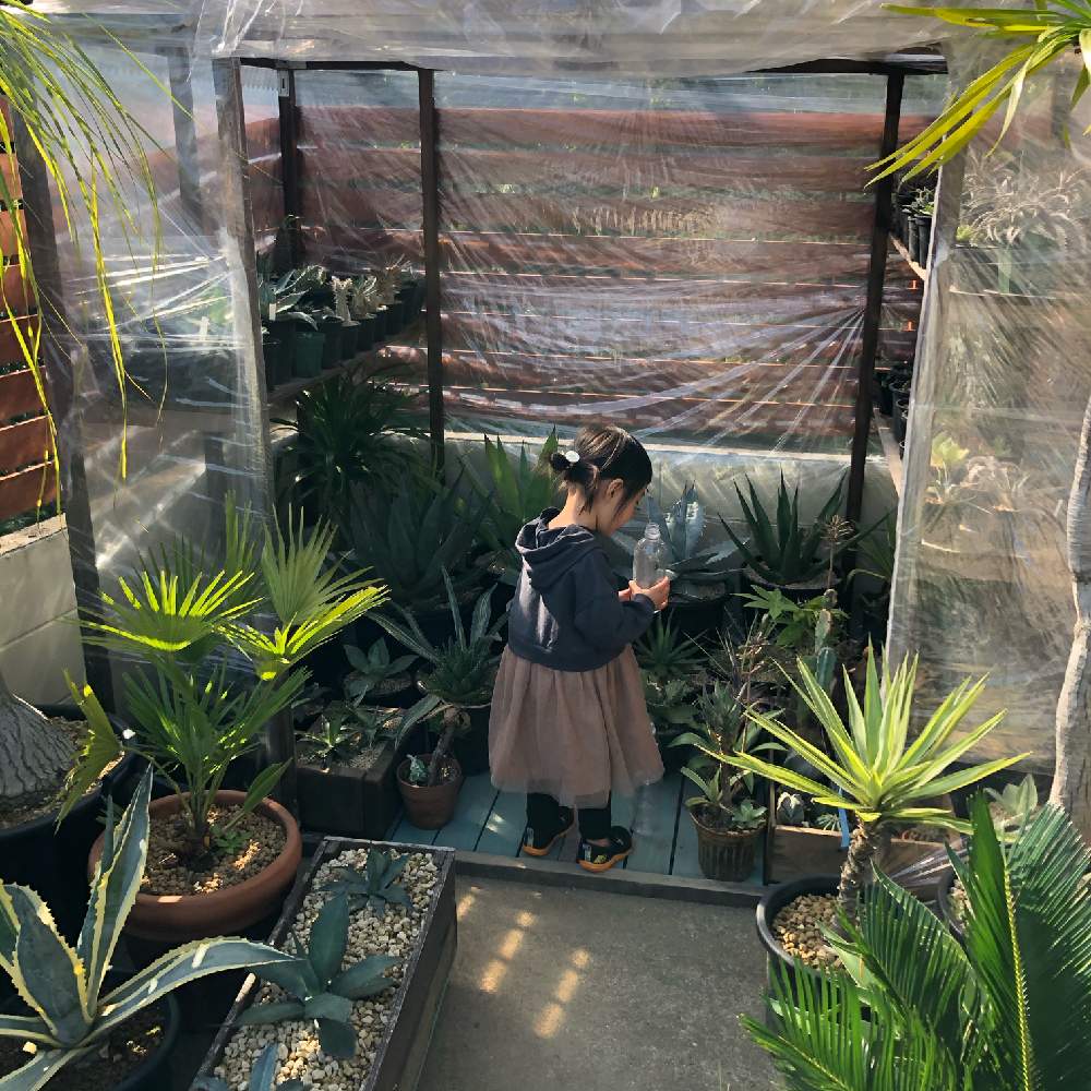 の画像 by kisselさん | 植物のある暮らしとJUNK Gardenとアガベのある暮らし