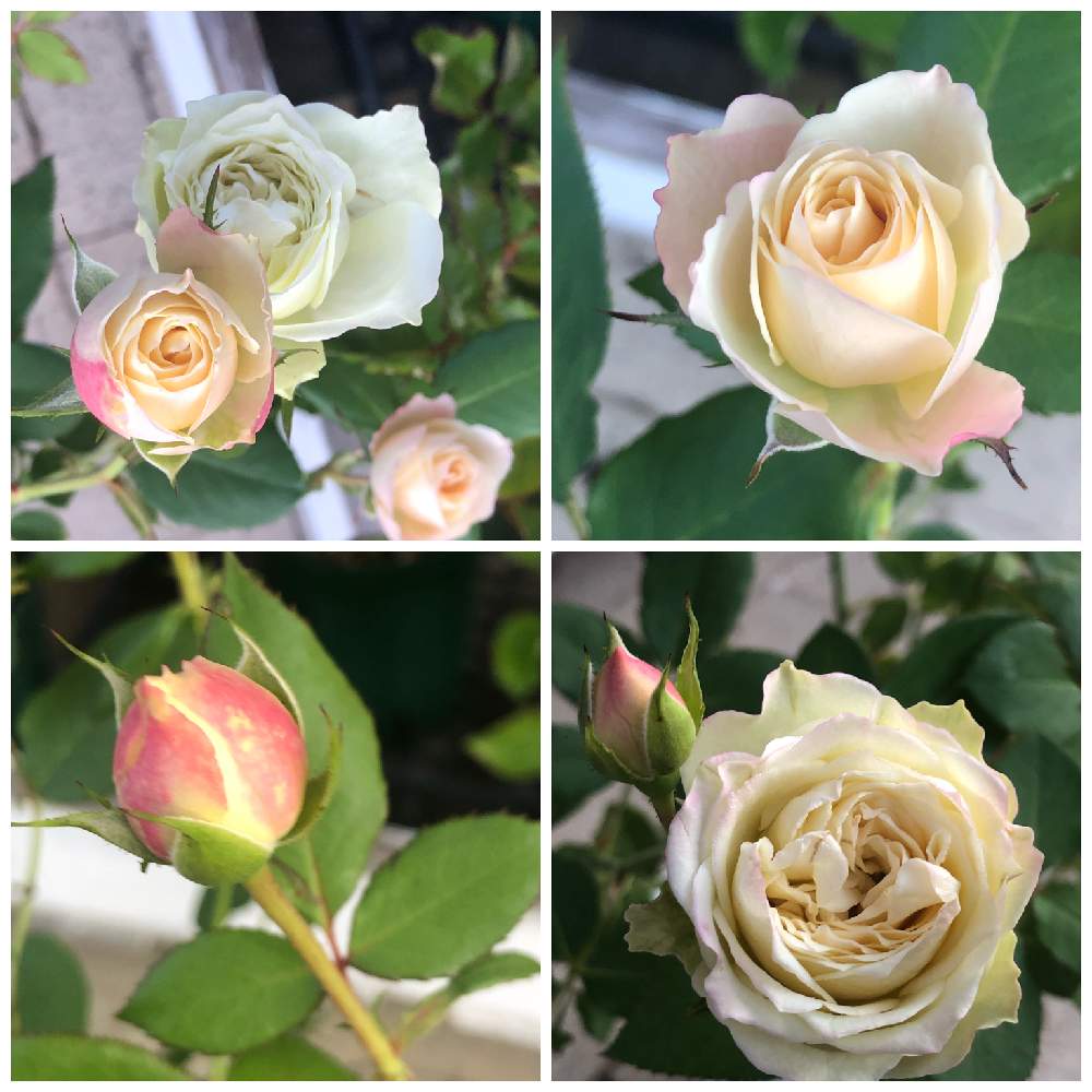 の画像 by うふふさん | ばら バラ 薔薇と水曜ローズショーと薔薇に魅せられてとうふふの切花品種の薔薇とバラのある暮らしとうふふの薔薇と薔薇が好き❤とお花が好き♡と森農園 切り花品種と薔薇 リモーネスターとGSでバラ園と花のある暮らしとチーム愛知と自己大満足♡
