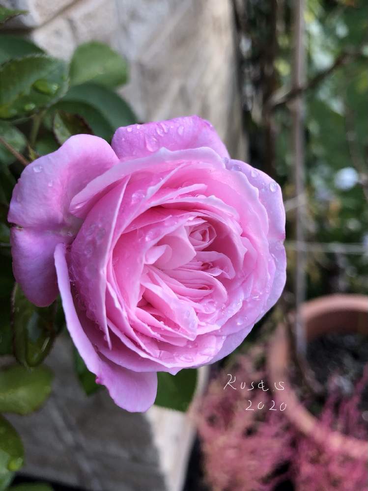 小さな庭の画像 by rosa sさん | 小さな庭とバラとバラ 名無しさんとピンクの花と水曜ローズショーとおうち園芸と鉢植えと北海道でも越冬しますと花のある暮らしと北海道