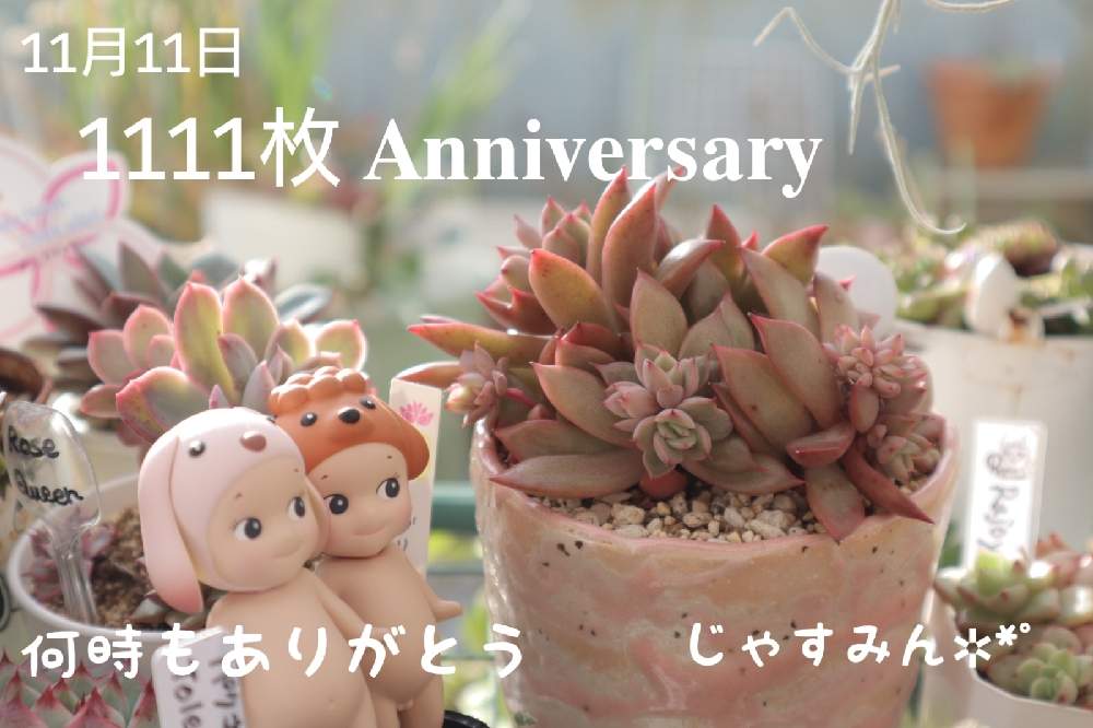 バルコニー/ベランダの画像 by じゃすみん✲*゚さん | バルコニー/ベランダとエケベリア フレイム群生と私の癒しとソニーエンジェルとベランダ族とGSミニモニ。と多肉BABAとたにおたくらぶNo.19❤︎.*と青森県❤︎.*とワンワン祭りとたにおたくらぶと北国のガーデニングとタニク初心者