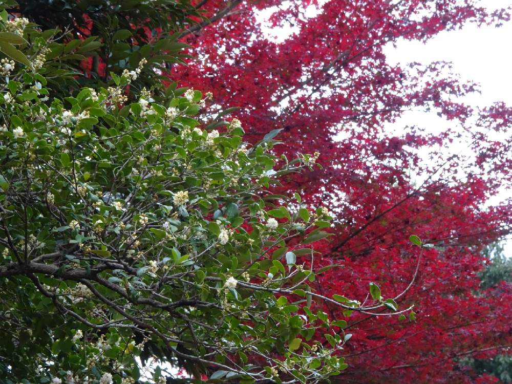 お出かけ先の画像 by ゆりりんさん | お出かけ先とヒイラギとモミジと紅葉フォトコン2020