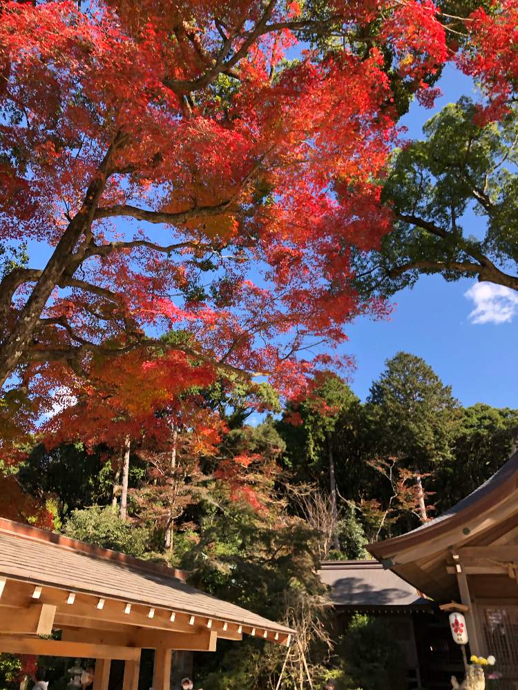 お出かけ先の画像 by さとこさん | お出かけ先ともみじ紅葉と宝満宮竈門神社