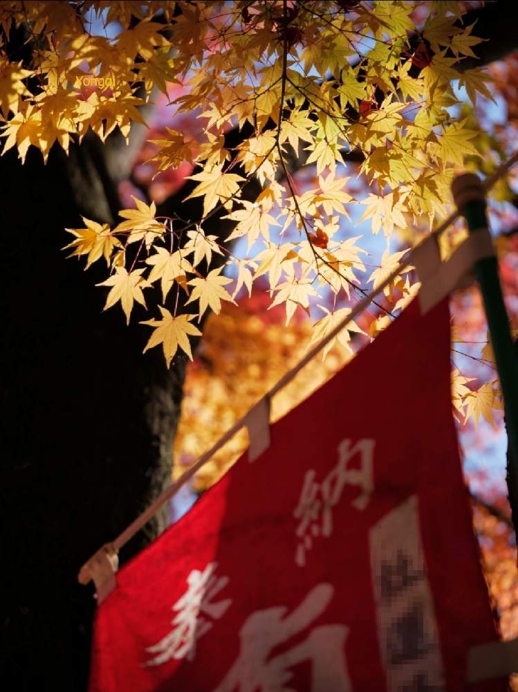 お出かけ先の画像 by ゆうき wojiao yongqiさん | お出かけ先と紅葉フォトコン2020と長野県岡谷市と紅葉(こうよう)と老眼鏡使用ともみじ紅葉