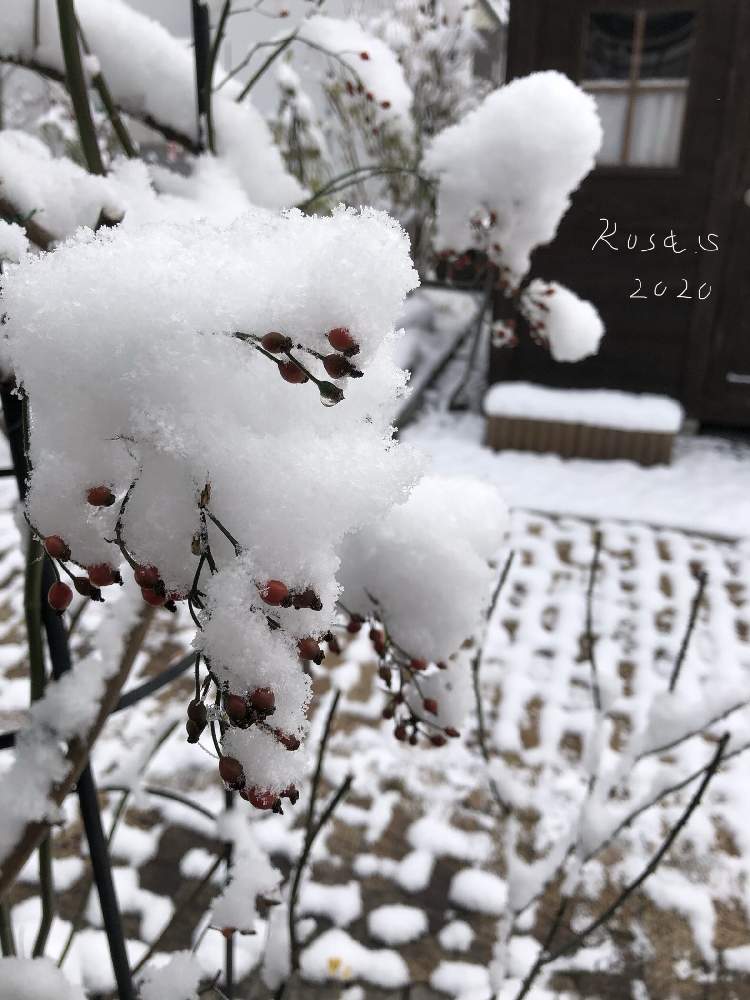 小さな庭の画像 by rosa sさん | 小さな庭とノイバラの実とロサ・ムルティフローラとおうち園芸と雪の庭と北海道でも越冬しますと花のある暮らしと北海道と赤い実