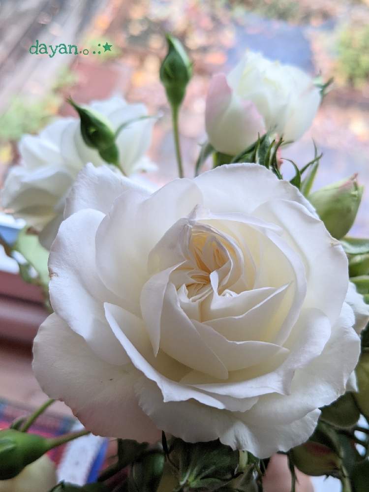 窓辺の画像 by dayanさん | 窓辺とばら バラ 薔薇と薔薇愛同盟と水曜ローズショーとナチュラルスタイルとGSでバラ園と白い花と北海道と大人かわいい♪とdayan's roseとバラを楽しむ