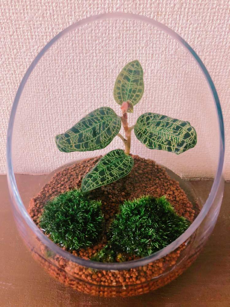 部屋の画像 by あやかるさん | 部屋とジュエルオーキッド マコデスペトラとヤマゴケと『草』のある暮しと観葉植物と苔 (コケ)とみんなのコケ図鑑と寄せ植えと生ける宝石と挿し木とおうち園芸とテラリウムとHC産