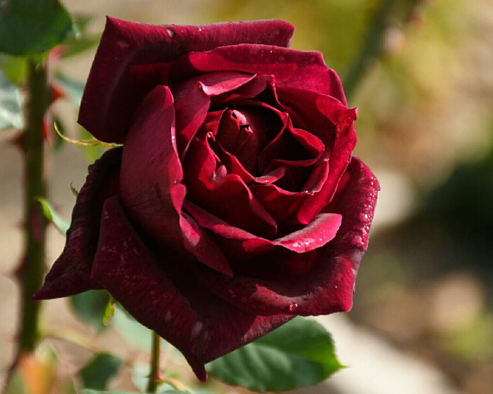 の画像 by naokichiさん | 薔薇♪とバラ・ミニバラとばら バラ 薔薇と薔薇愛同盟と花のある暮らし