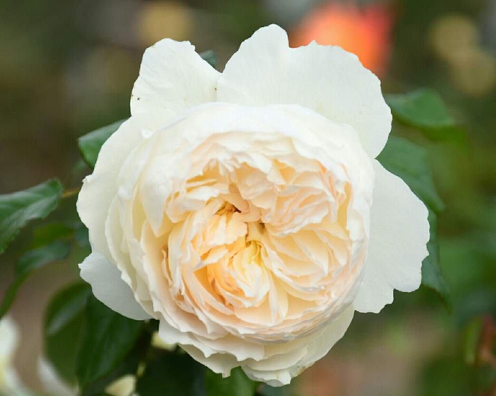 の画像 by naokichiさん | ばら バラ 薔薇と薔薇愛同盟と花のある暮らしと薔薇♪とバラ・ミニバラ