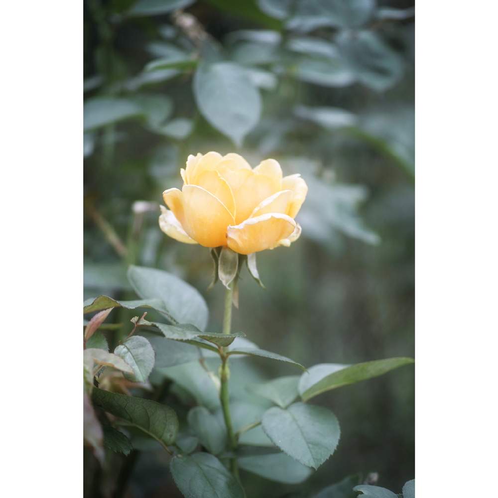 の画像 by nesoさん | nesoの薔薇とクッパーケニングとローカルカメラマンかな?!(笑)と水曜ローズショーとFoveon