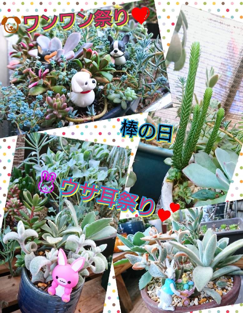 バルコニー/ベランダの画像 by のりっぺさん | バルコニー/ベランダとアナカンプセロス 桜吹雪とカランコエ 福兎耳とクラッスラ ムスコーサとカランコエ ミロッティとカランコエ ブラウンバニーとカランコエ 草原の兎とカランコエ エレガンスとカランコエ 月の光とおかかサン's多肉チャンたち♥️とウサ耳祭りと素敵便♥️と今を乗切るぞ!と棒の日ともぅ…秋ですゎ♥️とワンワン祭りと多肉ちゃん初心者と楽しい園芸o(^o^)oとバルコニスト