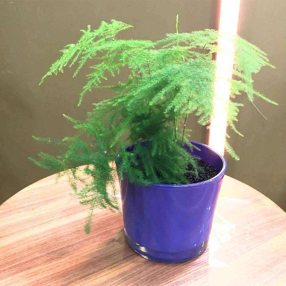インテリアの画像 by ボタニカルラウンジ西武池袋店さん | インテリアとアスパラガスと観葉植物を楽しむとボタニカルラウンジと観葉植物と植物のある暮らしとボタニカルライフとボタニカルラウンジ西武池袋店とボタニカルソイルと観葉植物専門店と西武池袋とインテリアグリーン
