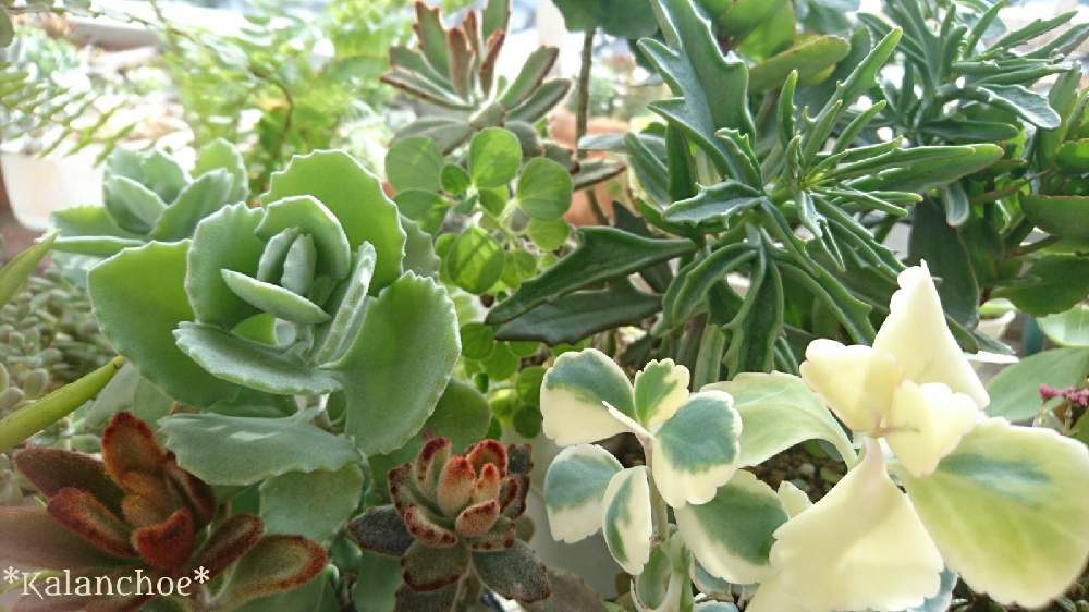 バルコニー/ベランダの画像 by シエラさん | バルコニー/ベランダと多肉植物とウサ耳祭りとミロッティ♡と 黒兎と トナカイの舞と緑のある暮らしと シナモンと胡蝶の舞錦✧とカランコエ属