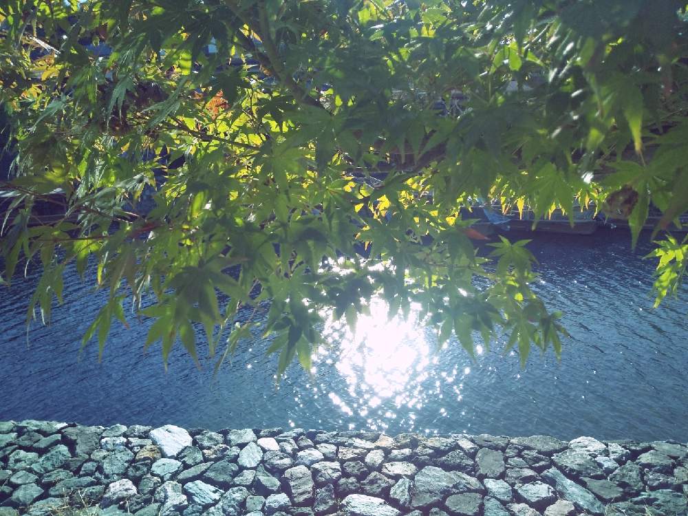 お出かけ先の画像 by 陽だまりの中で……さん | お出かけ先ともみじ⭐と京都みどりの散歩道