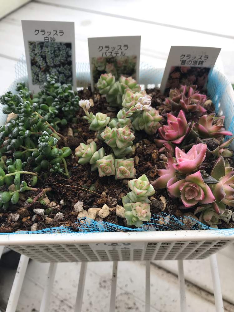 バルコニー/ベランダの画像 by ETさん | バルコニー/ベランダとクラッスラ 属と多肉植物と無理やりな鉢とクラッスラ属パステルとクラッスラ属と多肉大好きとクラッスラ好き❣️と茜の塔錦♪と星シリーズ☆☆☆とクラッスラ 白妙