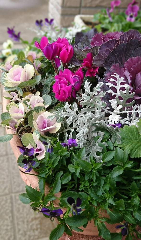 玄関の画像 by いちごちゃんさん | 玄関と季節のお花の寄せ植えとHTCといい感じ♡とキュンキュン乙女倶楽部といいねと季節の寄せ植え2020と花のある暮らしと可愛いね♡