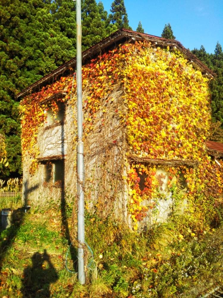 の画像 by もっけだの❗️さん | 道から撮影と山野草還暦過ぎ男とおうち園芸と老後の子育て(草花)楽しみとお家で園芸と還暦後(退職)の生きがいと山野草 爺と寒い朝と蔦屋敷