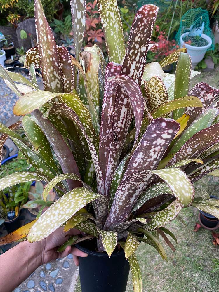 小さな庭の画像 by いろはさん | 小さな庭と観葉植物とブロメリアと植中毒とビルベルギア属と珍奇植物とタンクブロメリアとビザールプランツ