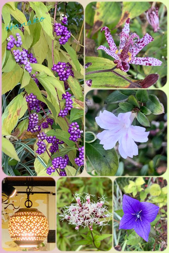 お出かけ先の画像 by ハナコさん | お出かけ先と京都 嵐山と白いお花と花と灯りと珍しい植物と実のなる植物