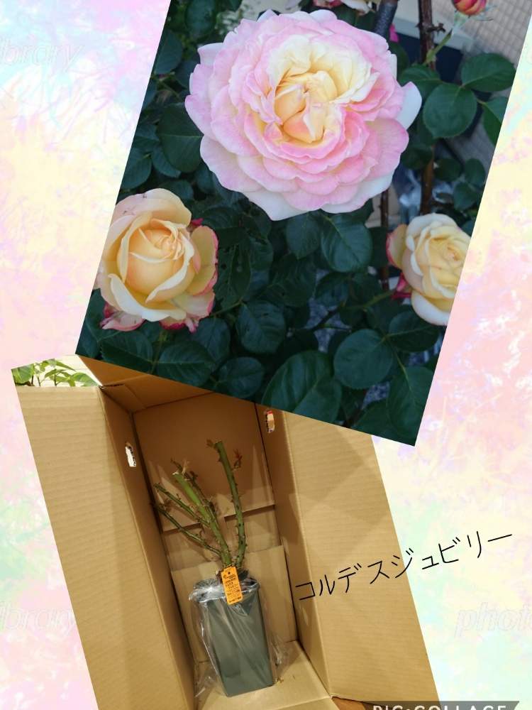 の画像 by かっしーははさん | バラと庭の花とバラばらとおうち園芸とお部屋に飾るとイングリッシュガーデン