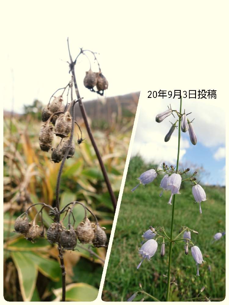 の画像 by ケイジさん | サイヨウシャジンと山野草と野草と山登りと広島県庄原市