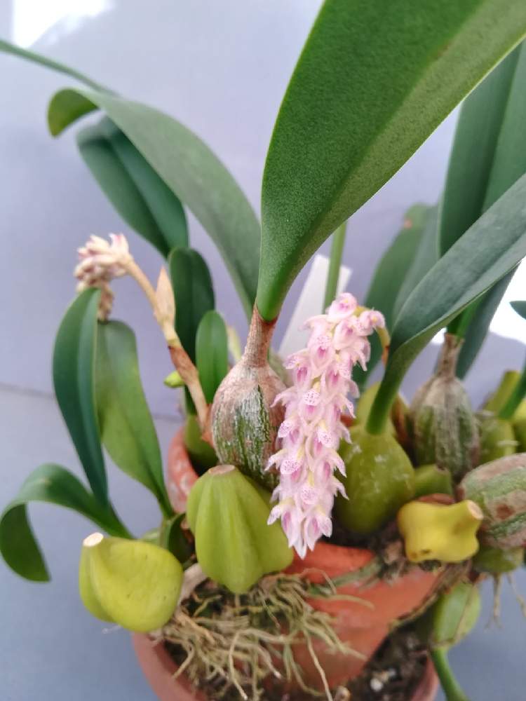 の画像 by 阿南田零さん | バルボフィラム リラシナムとBulbophyllum lilacinumと着生植物と洋蘭と着生ランとラン科とorchidとマメヅタラン属とおうち園芸と洋蘭広め隊とオーキッドと洋ランとらんとガーデニングと花のある暮らしと洋蘭原種とBulbophyllum属とバルボフィラム属と洋らん