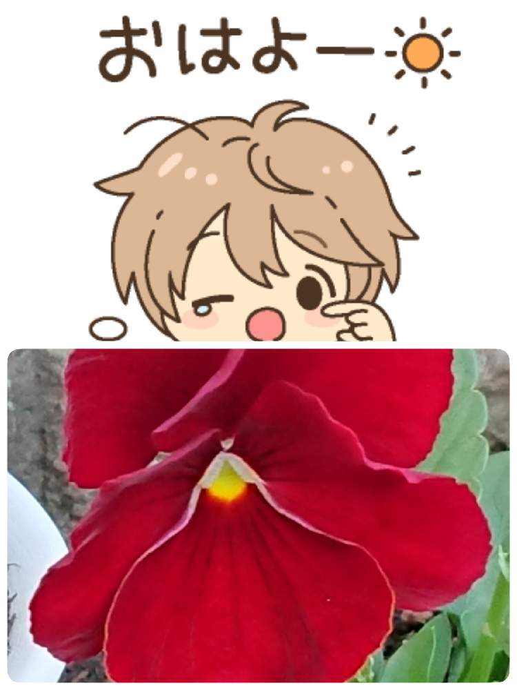 小さな庭の画像 by 苺さん | 小さな庭とプランターとプランター植えとおうち園芸とパンジーの栽培