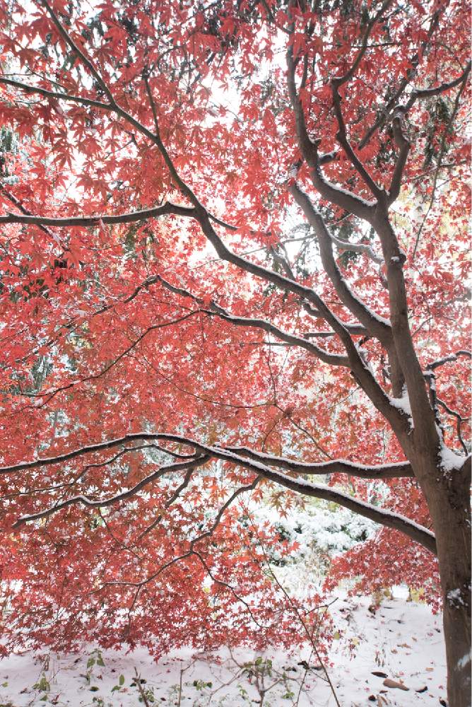 お出かけ先の画像 by satoさん | お出かけ先とノムラモミジと紅葉フォトコン2020とnikond750と紅葉(こうよう)と豊平公園と北海道と札幌と ゆき