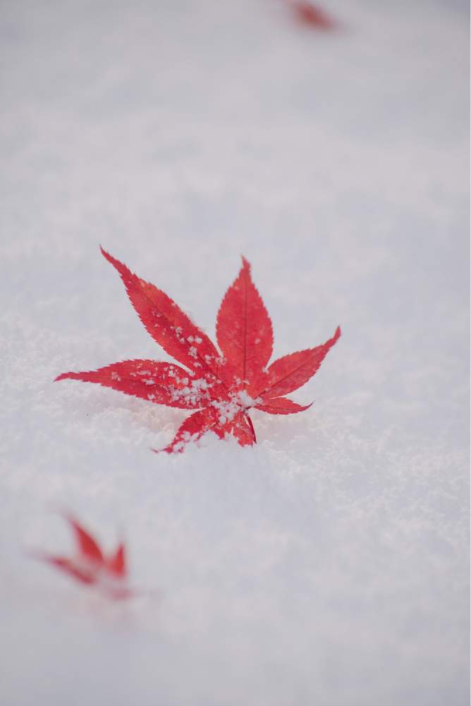 お出かけ先の画像 by satoさん | お出かけ先とノムラモミジとnikond610と紅葉フォトコン2020と紅葉(こうよう)と豊平公園と北海道と札幌と ゆき