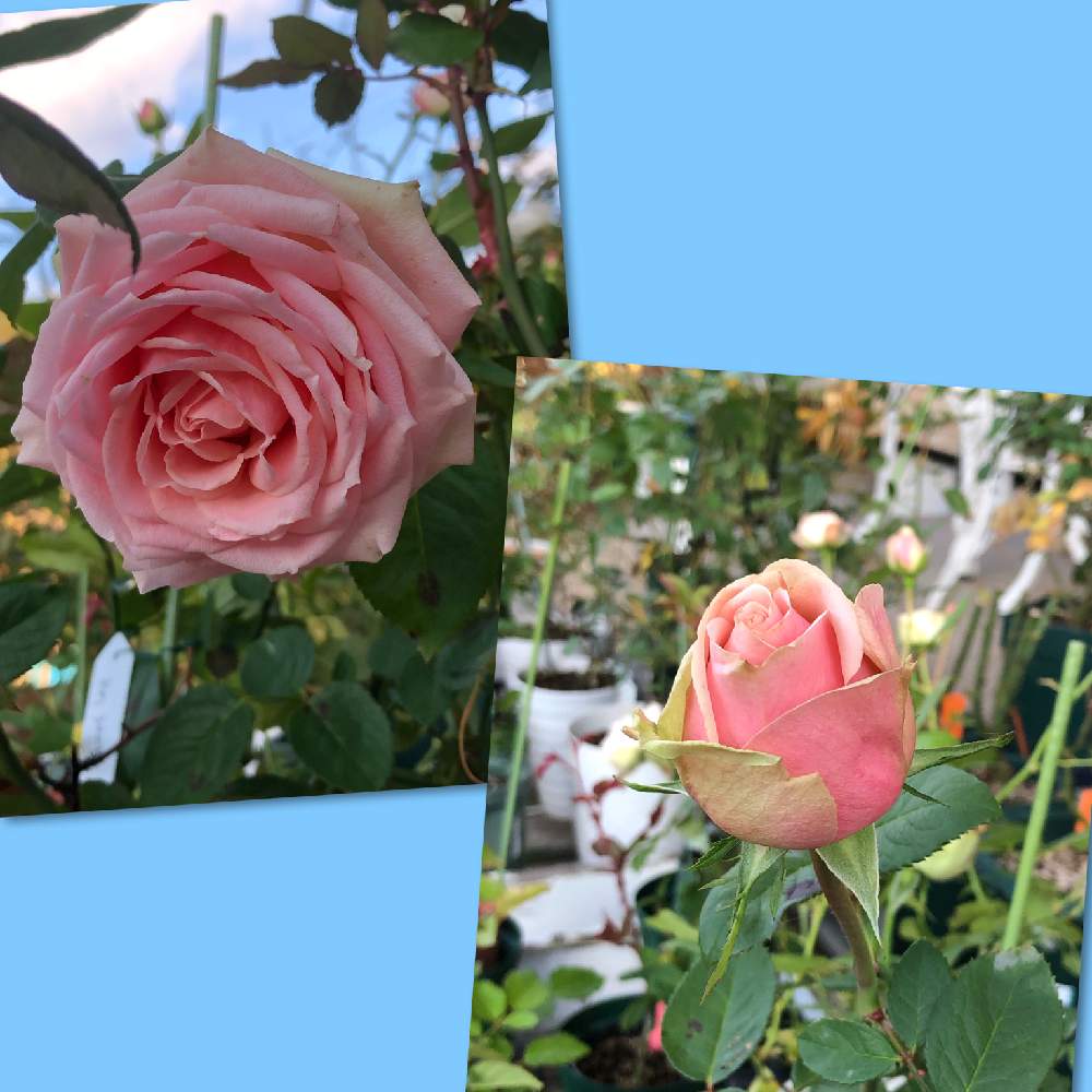の画像 by うふふさん | ばら バラ 薔薇と薔薇に魅せられてとうふふの切花品種の薔薇とバラのある暮らしとうふふの薔薇とおうち園芸と金曜ローズショーと薔薇が好き❤とお花が好き♡と森農園 切り花品種とGSでバラ園と花のある暮らしとチーム愛知と自己大満足♡