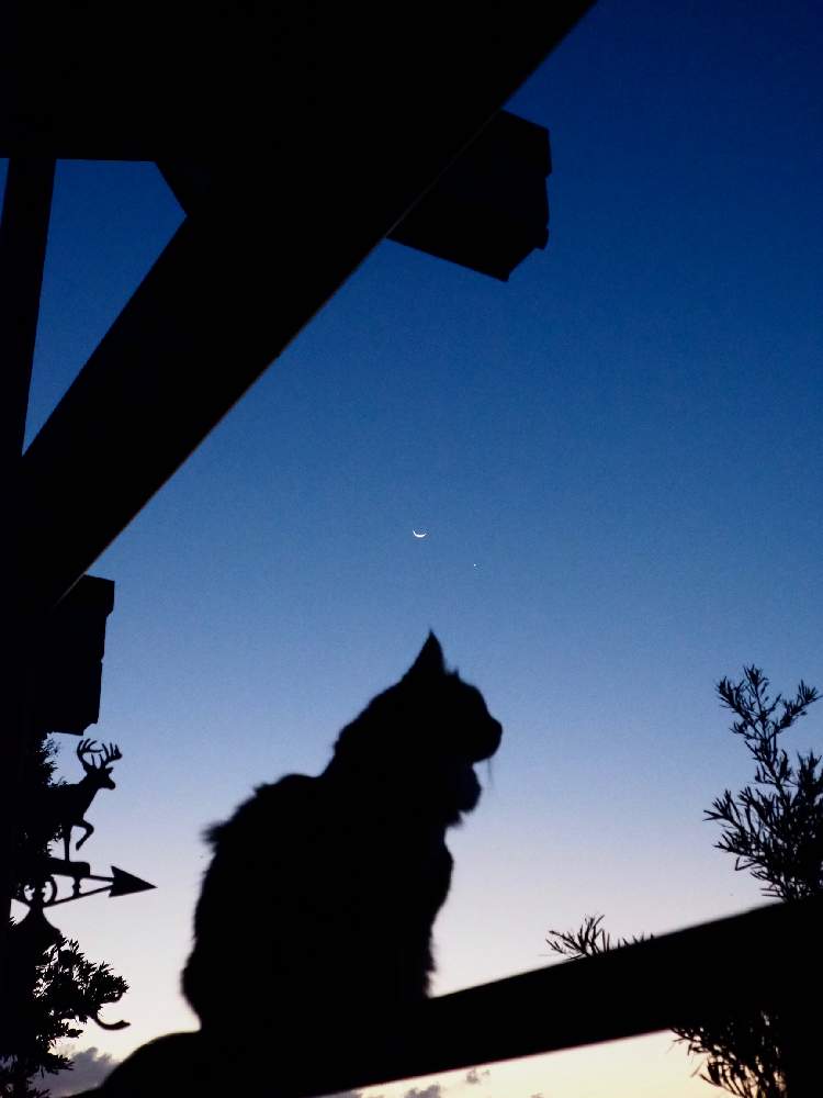 テラスの画像 by みらのさん | テラスとイヌマキとみどりのある暮らしと最前線のあなたへと夜明けと田舎暮らしとGSで心の花束を贈り合おうとちいさな幸せ♡とナチュラルガーデンと#最前線のあなたへと海辺の暮らしと庭の木と笑顔でいよう