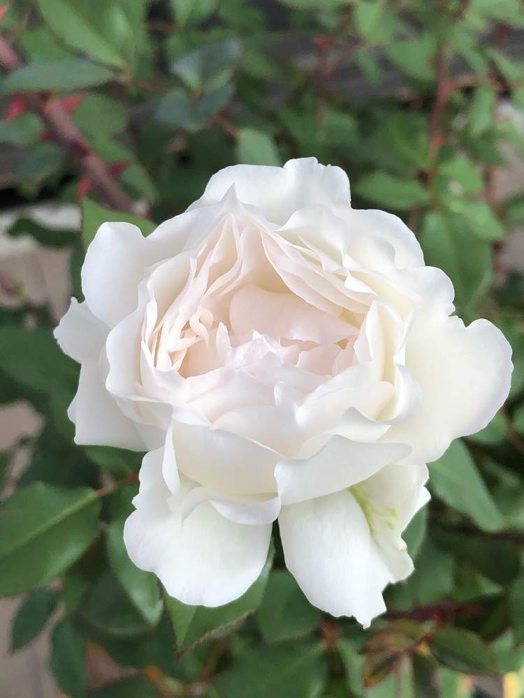 の画像 by うふふさん | ばら バラ 薔薇とうふふのホワイトローズとバラのある暮らしとうふふの薔薇とおうち園芸と金曜ローズショーと薔薇が好き❤とお花が好き♡とGSでバラ園と花のある暮らしと薔薇 クラッシックチュチュとチーム愛知